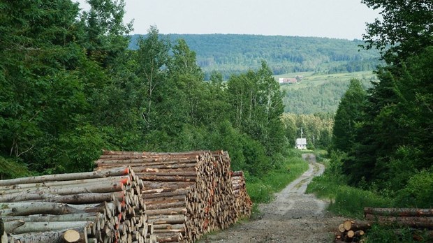 La forêt privée engagée dans la production de bois