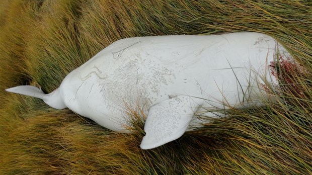 Mammifères marins morts ou en difficulté : 1-877-7baleine