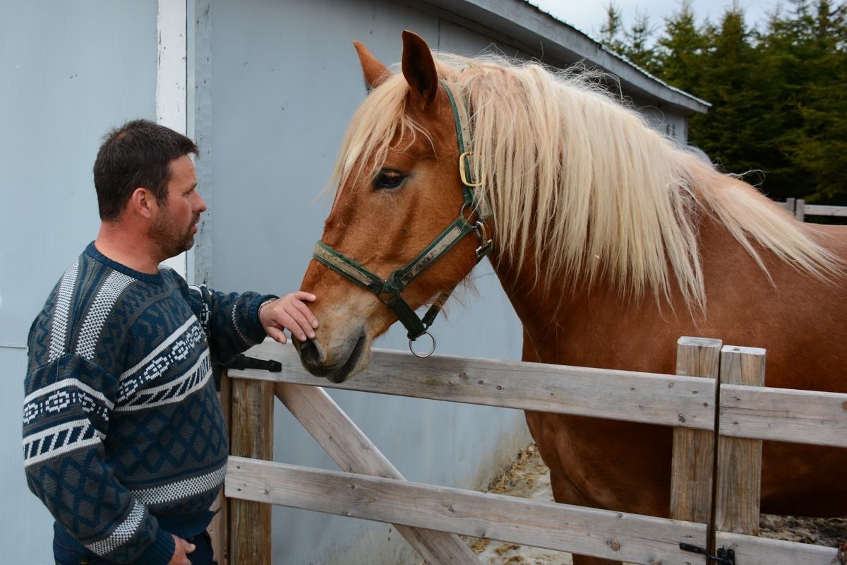 Homme à promo cheval