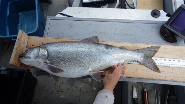 Les frayères de truites du lac Témiscouata sont-elles en danger?