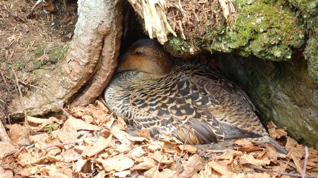 À la recherche de l’eider à duvet sur le Pot du Phare