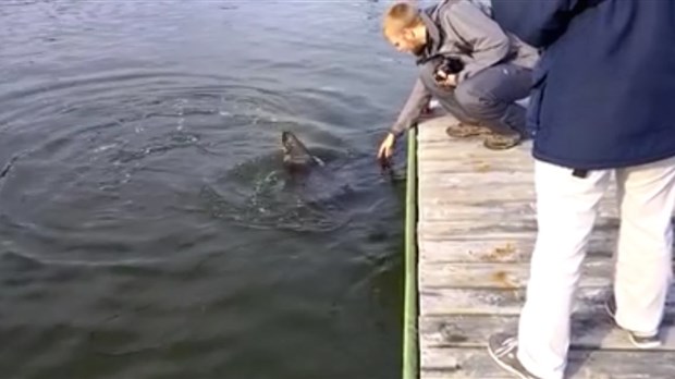 Un poisson-lune au quai de Trois-Pistoles