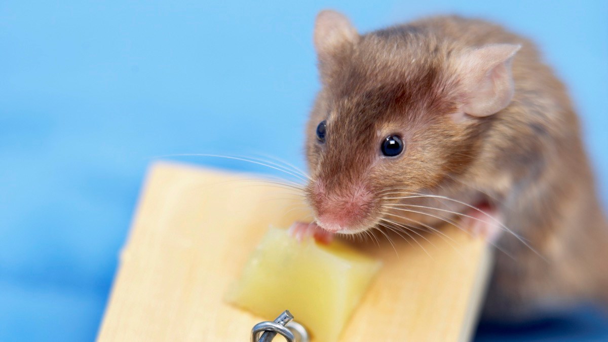 Piège à souris en plastique pour la maison, boîte à appâts pour