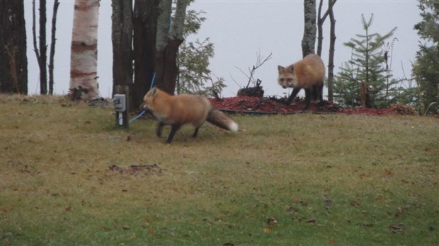 Deux renards roux en balade au lac Saint-Hubert