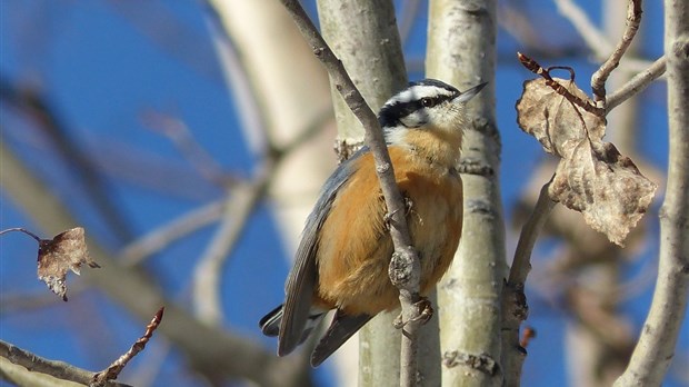 Aux Grands Voyageurs : la forêt boréale abitibienne