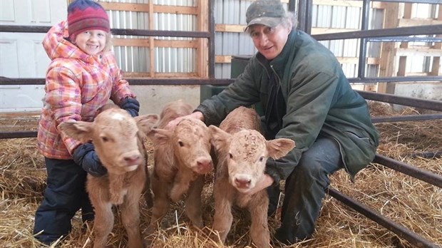 Une vache donne naissance à des triplés à Saint-Arsène
