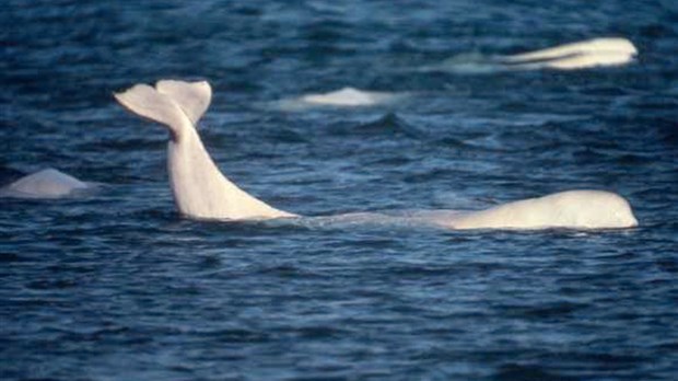 L’habitat essentiel du béluga du St-Laurent sera protégé