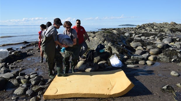 Un bébé béluga est secouru sur les berges à Rivière-du-Loup