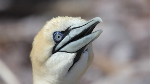 Conférence sur la photographie animalière à Trois-Pistoles