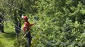Hydro-Québec effectuera des travaux en maîtrise de végétation au Témiscouata