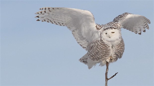 Les harfangs des neiges dans les yeux de Jean-Claude Pelletier