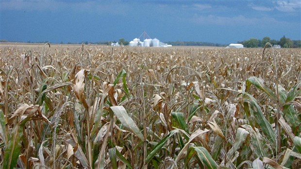 Le monde selon Monsanto au Ciné-club de Trois-Pistoles