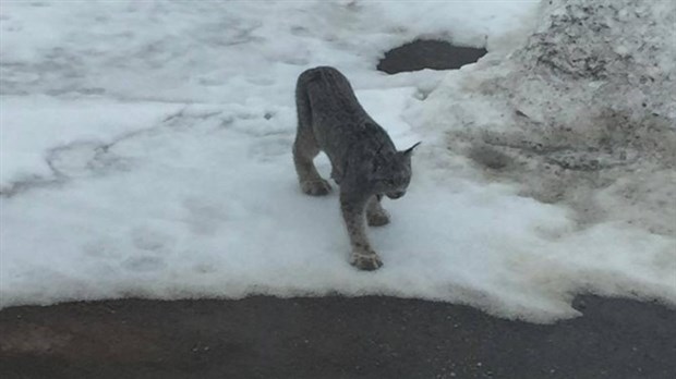 Un lynx aperçu dans le parc Cartier