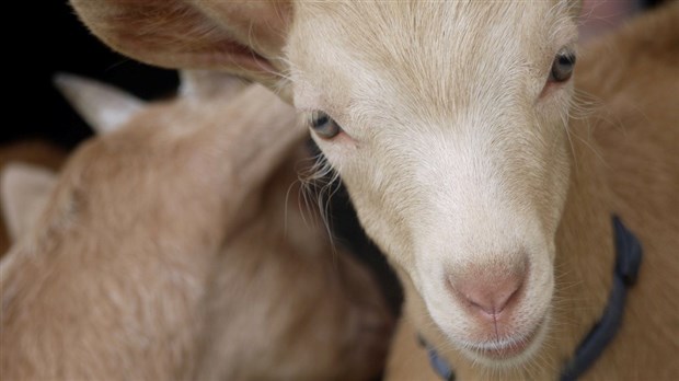 Une opportunité d’affaire pour les producteurs de petits gibiers du Témiscouata