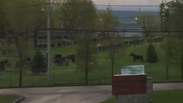 Un orignal à Rivière-du-Loup