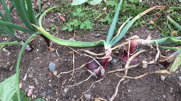 Saccage et vols au jardin communautaire Bellevue 
