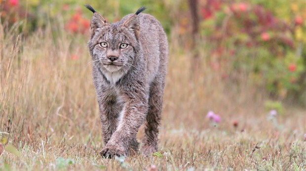 Un lynx croqué sur le vif à Cacouna