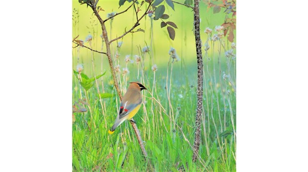 Les amateurs d’ornithologie seront aux oiseaux