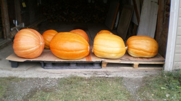 Une récolte de citrouilles à Saint-Modeste