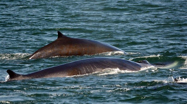 Sondage sur la plaisance et l'observation des baleines