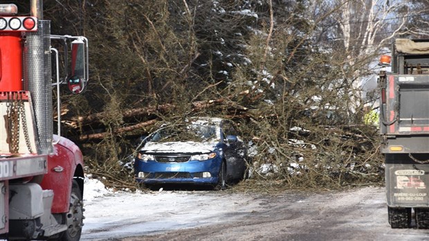 Un arbre tombe sur une voiture à Rivière-du-Loup
