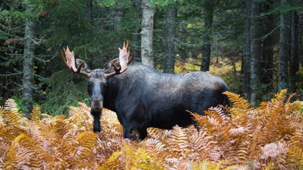 Tirages au sort : une expérience en ligne bonifiée pour les chasseurs