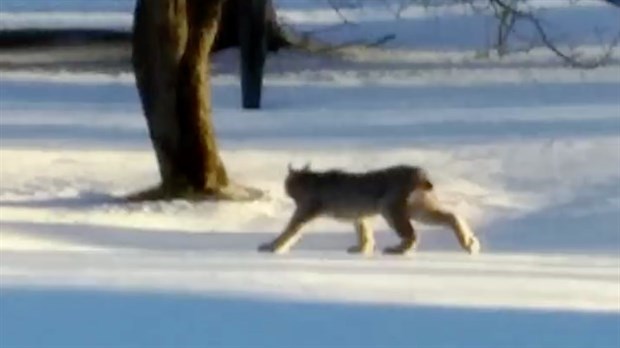 Un lynx en balade à Saint-Modeste 