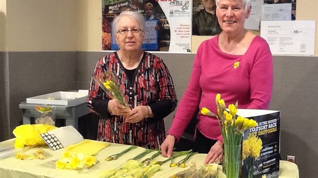 Achetez des jonquilles pour lutter contre le cancer