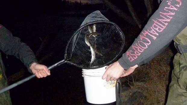 Modification de la période de pêche au corégone nain de la rivière Touladi et de son contingent