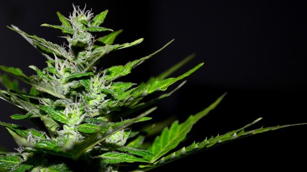 Biopterre obtient la première licence de production de cannabis à des fins de recherche au Canada