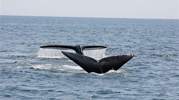 Oceanex s’engage dans le réseau d’observateurs de baleines