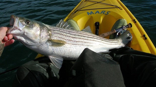 Le ministère souhaite valoriser la pêche sportive au bar rayé