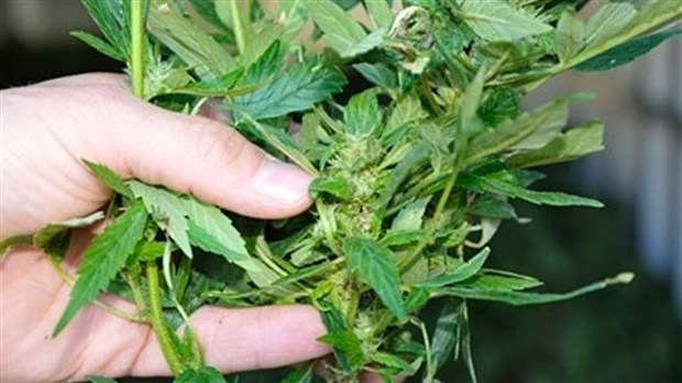 Du cannabis médical cultivé à Notre-Dame-des-Neiges