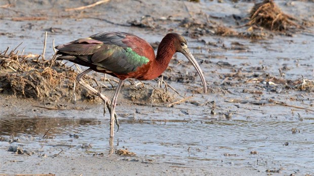 Un oiseau rare observé à Cacouna