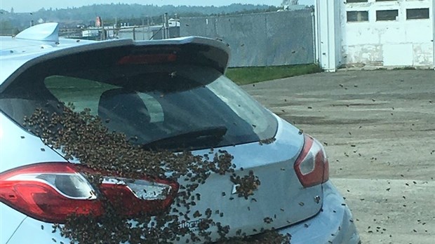 Un essaim d’abeilles se pose sur une voiture à Rivière-du-Loup