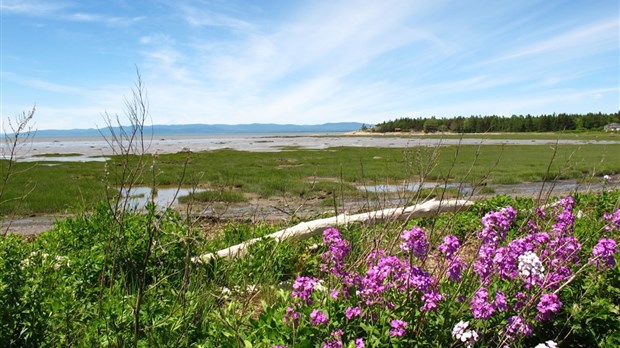 Des milliers de végétaux pour restaurer une plage et un marais à Notre-Dame-du-Portage