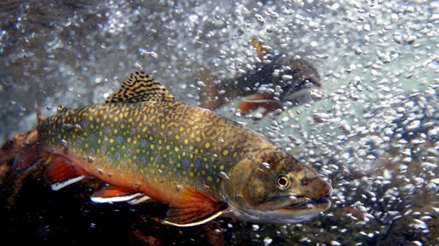La Fête de la rivière Madawaska, une journée de sensibilisation 
