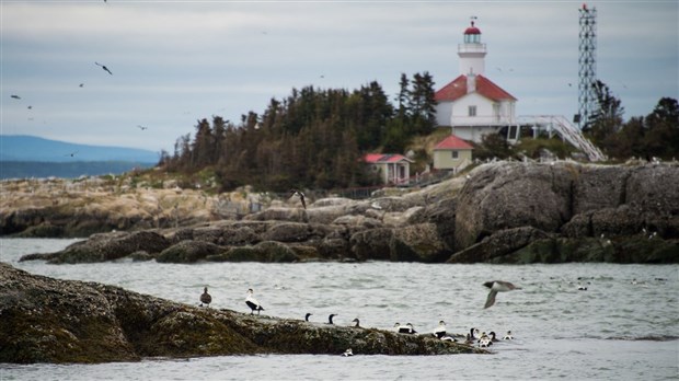 L’ile aux Lièvres, un refuge pour les oiseaux marins