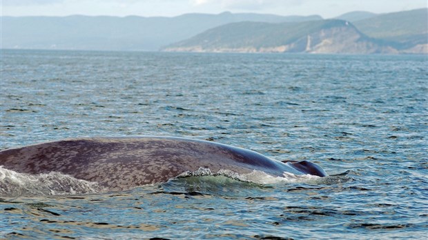 Algoma se joint aux efforts de conservation des baleines