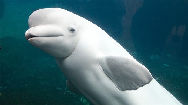 Le Canada renforce la protection des mammifères marins