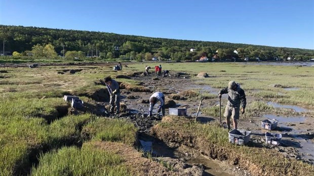 Restauration des habitats côtiers complétée dans l'anse du Portage