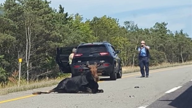 Collision avec un orignal sur l'autoroute 85