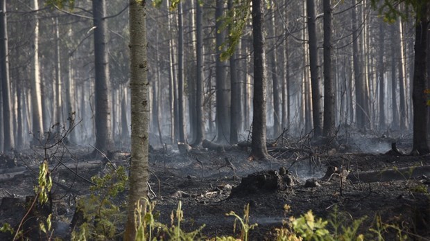 Levée totale de l’interdiction de faire des feux à ciel ouvert en forêt ou à proximité