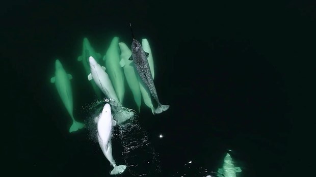 VIDÉO | Un narval parmi les bélugas 