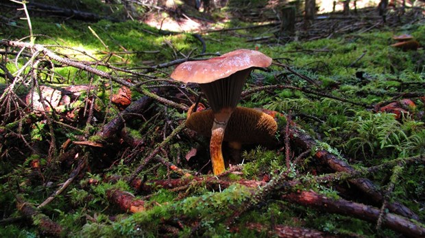Un festival des champignons forestiers