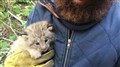 Il trouve un bébé lynx abandonné à Saint-Athanase