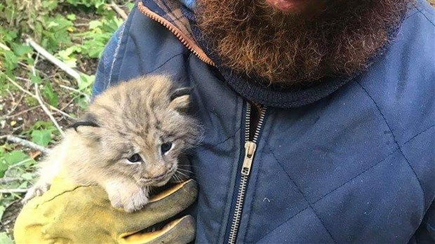Il trouve un bébé lynx abandonné à Saint-Athanase