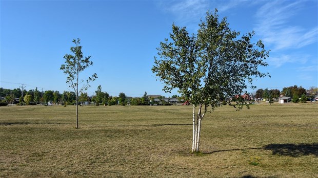Surface asphaltée au Parc du Campus-et-de-la-Cité : la Ville souhaite une consultation publique 