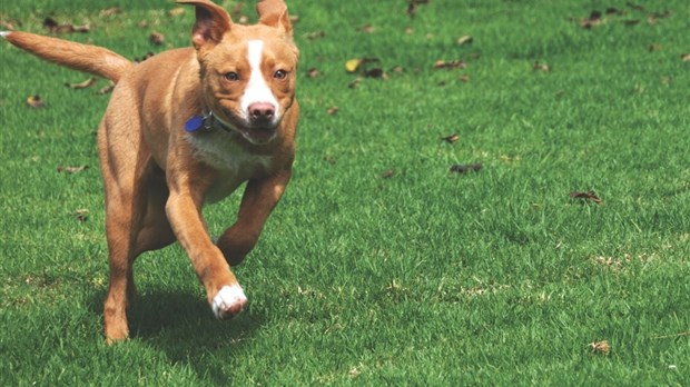 Parc canin : rencontre avec les élus le 19 septembre