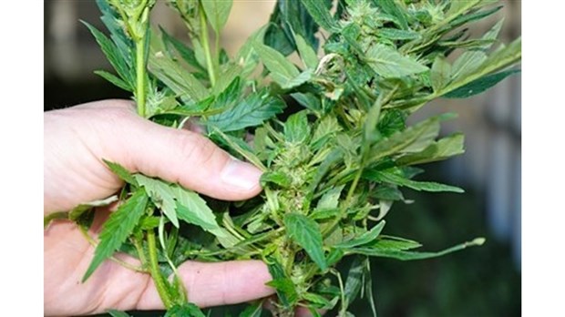 Poursuite de la lutte contre la production illégale de cannabis